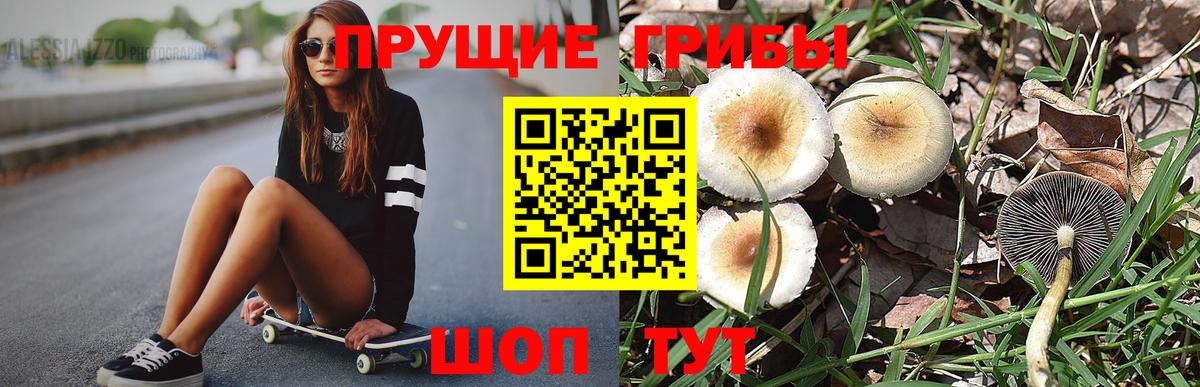 Галлюциногенные грибы Psilocybe Георгиевск